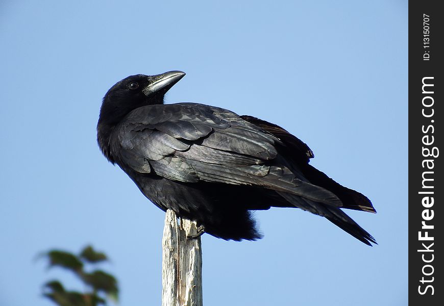 Bird, American Crow, Fauna, Rook
