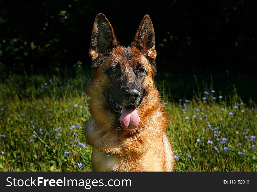 Dog, Dog Breed, German Shepherd Dog, Old German Shepherd Dog