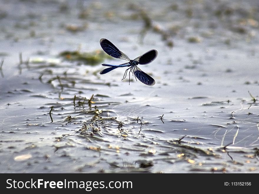 Water, Fauna, Insect, Wildlife