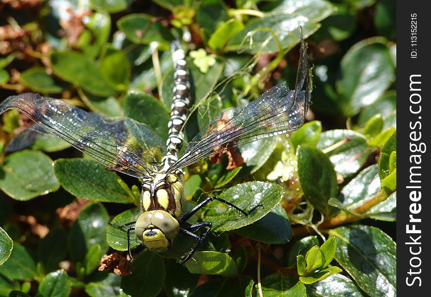 Dragonfly, Insect, Dragonflies And Damseflies, Invertebrate