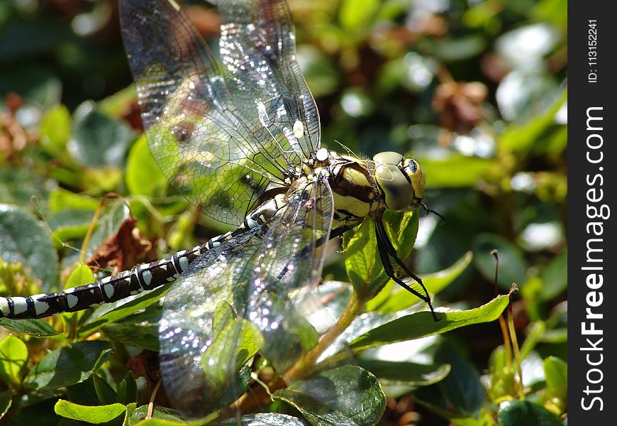 Dragonfly, Insect, Dragonflies And Damseflies, Invertebrate