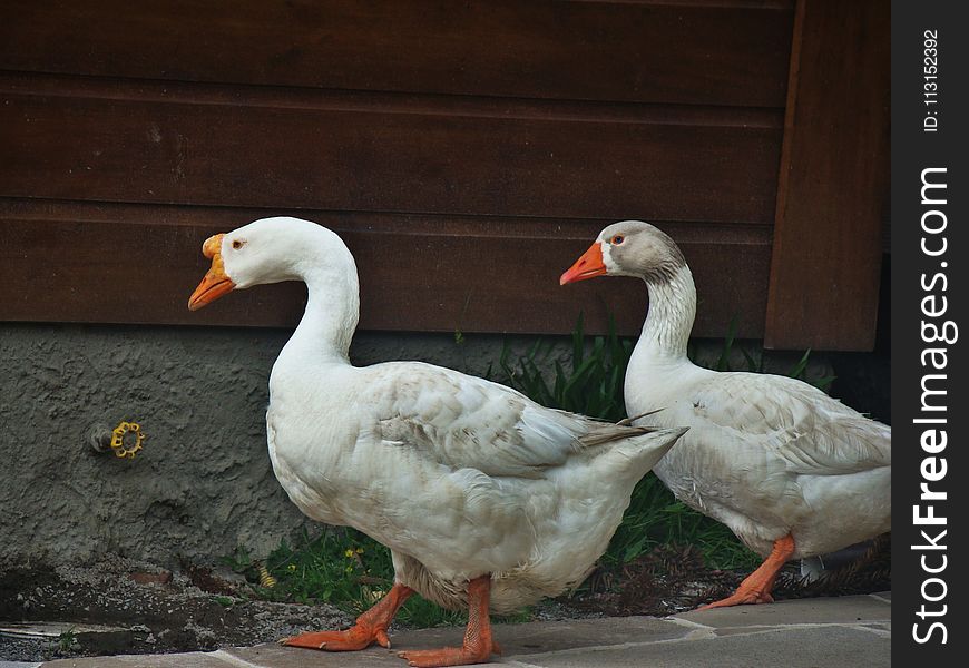 Water Bird, Ducks Geese And Swans, Bird, Duck