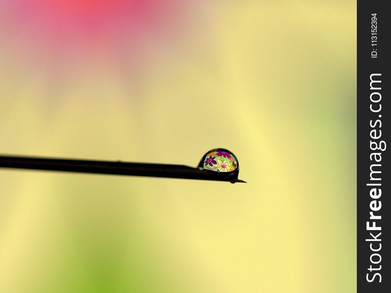 Close Up, Macro Photography, Water, Moisture