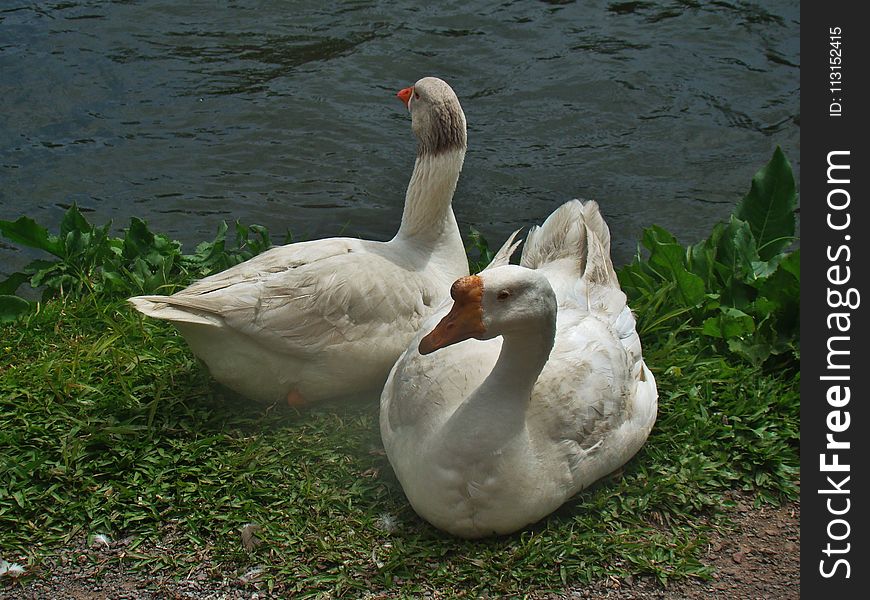 Bird, Water Bird, Ducks Geese And Swans, Fauna