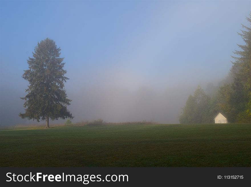 Fog, Mist, Sky, Tree