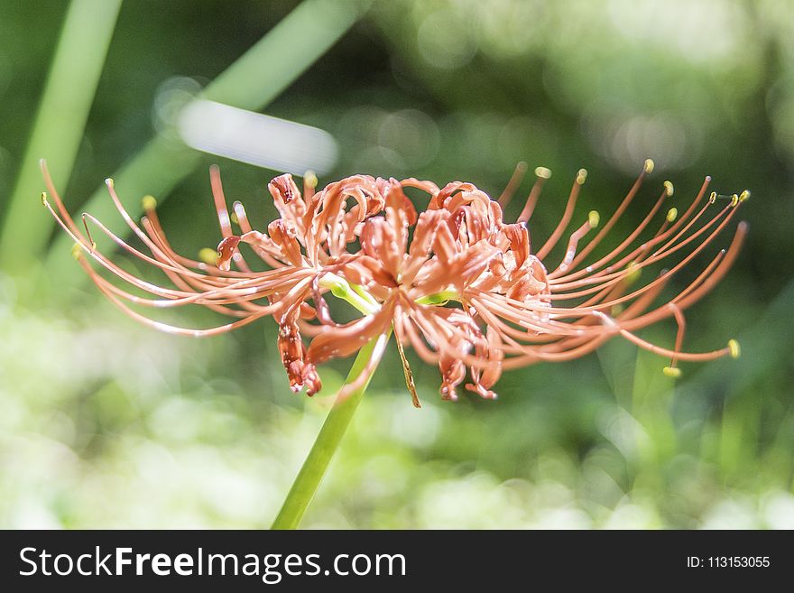 Plant, Flower, Flora, Grevillea