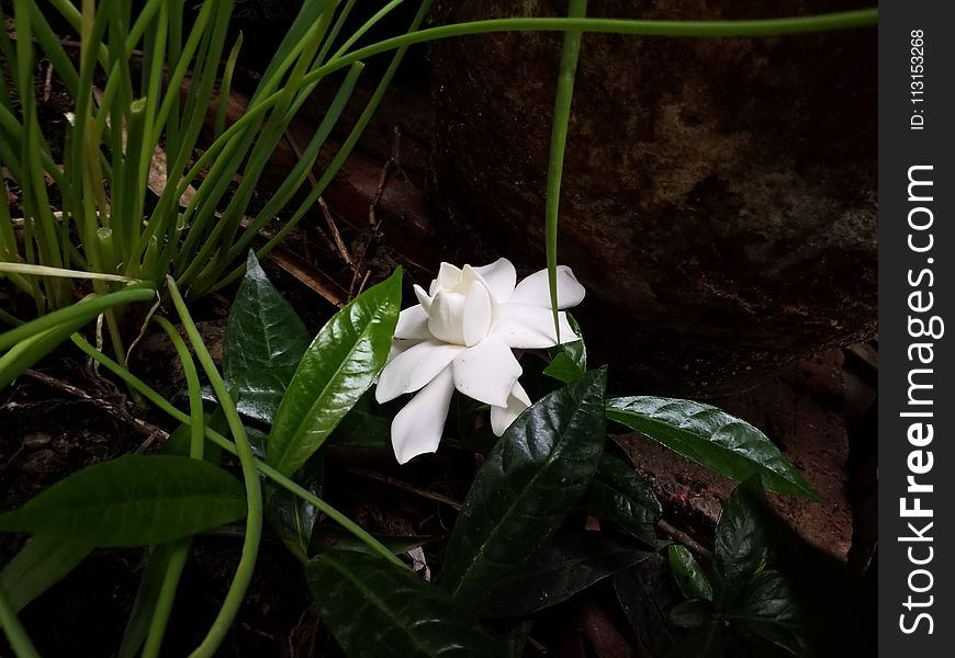 Plant, Flower, Flora, Flowering Plant