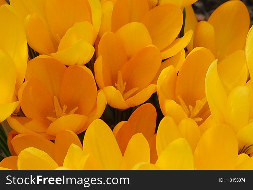 Flower, Yellow, Flowering Plant, Orange