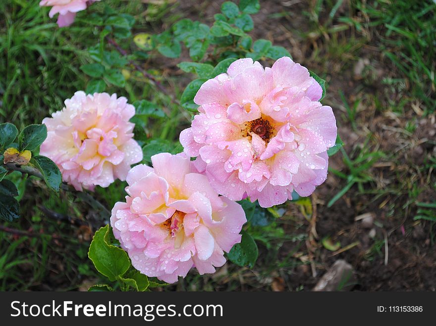 Flower, Pink, Rose Family, Plant