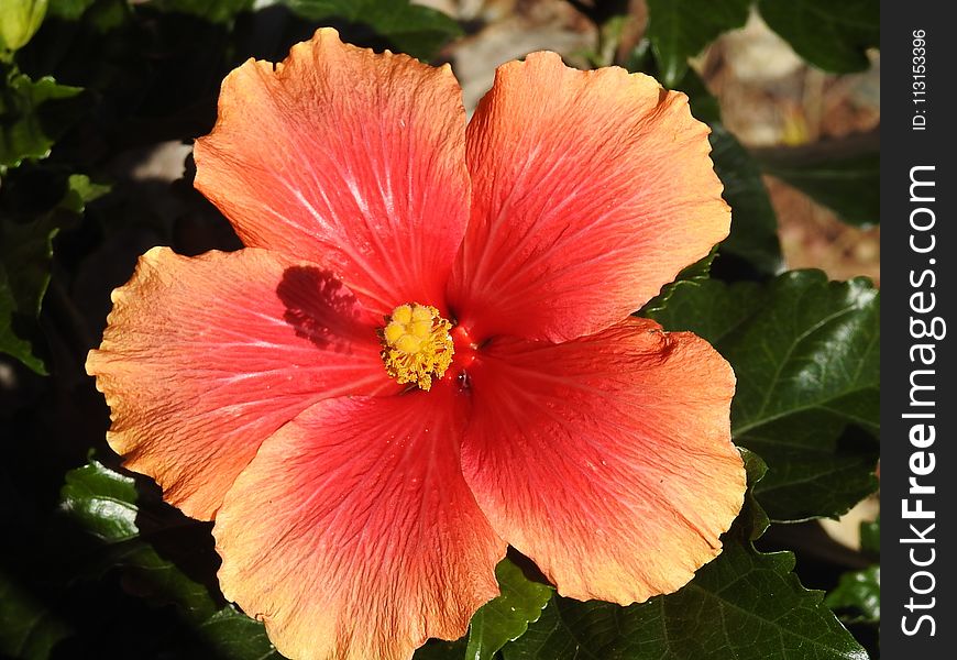 Flower, Hibiscus, Flowering Plant, Chinese Hibiscus