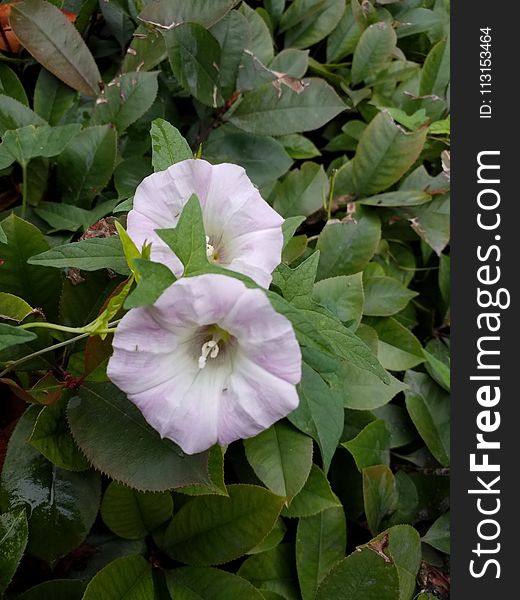 Plant, Flower, Morning Glory Family, Moonflower