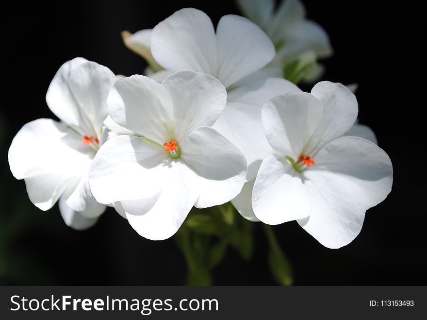 Flower, White, Flora, Wildflower