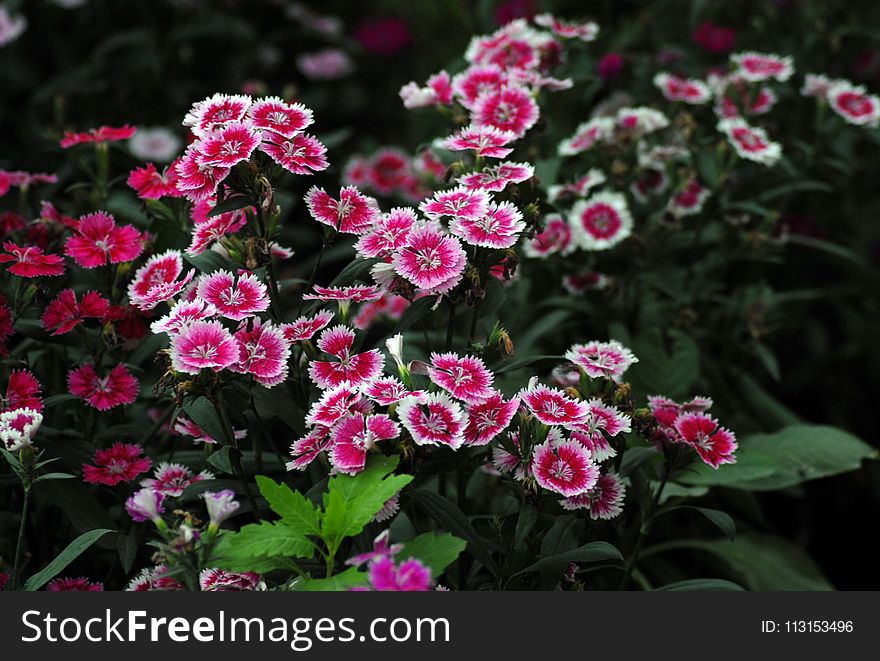 Flower, Plant, Flowering Plant, Annual Plant