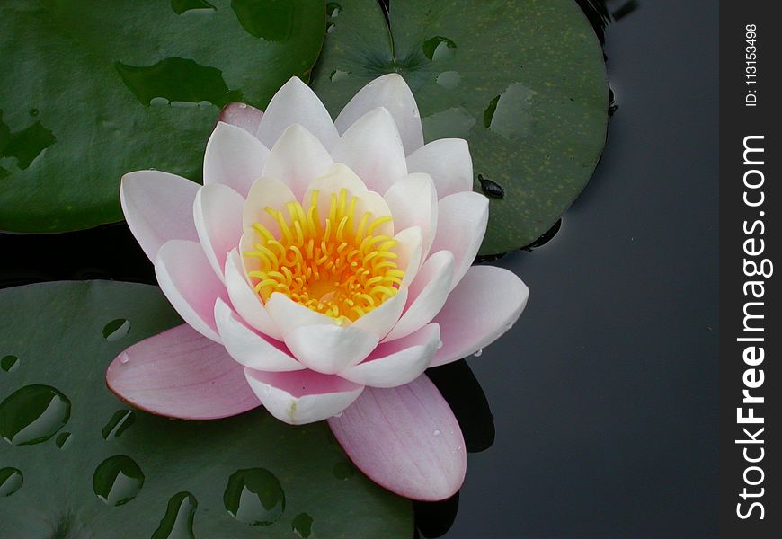 Flower, Sacred Lotus, Plant, Aquatic Plant