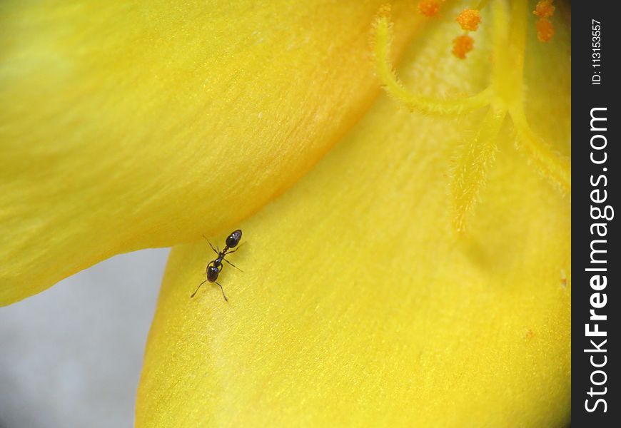 Yellow, Macro Photography, Insect, Close Up