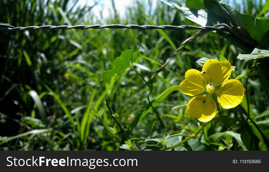 Flora, Yellow, Flower, Vegetation