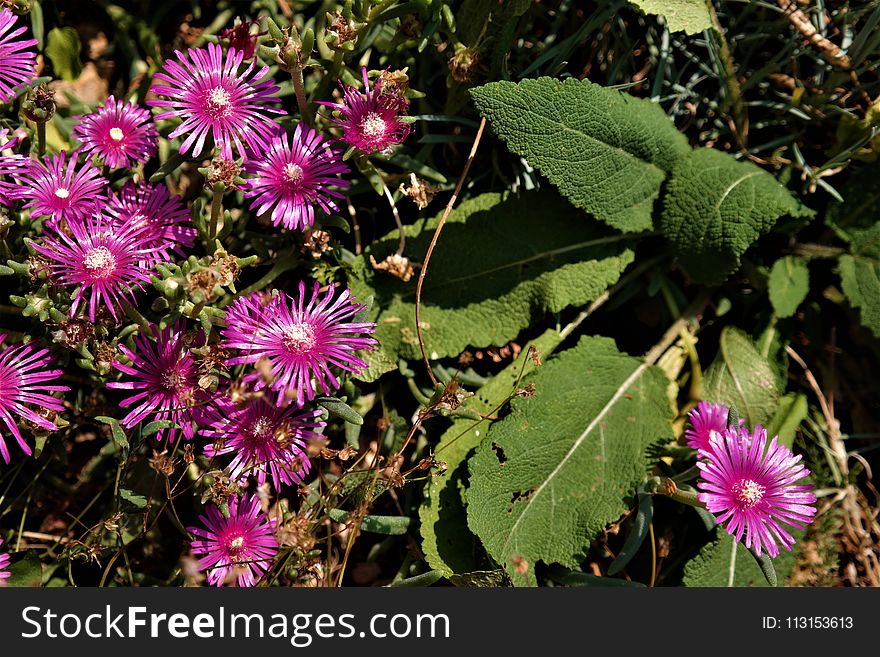 Flower, Plant, Flora, Flowering Plant