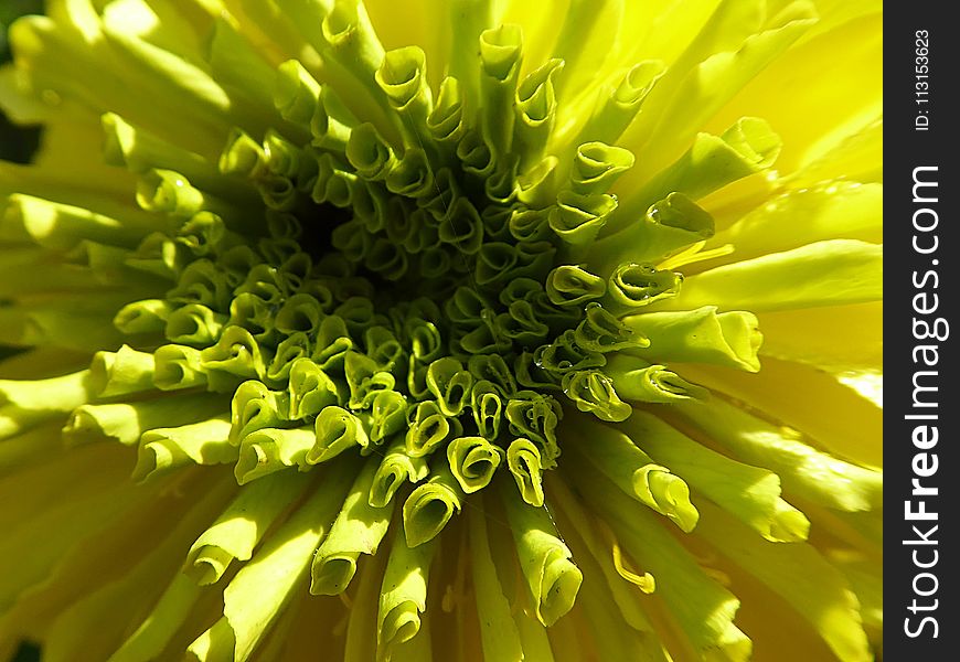 Flower, Yellow, Close Up, Flora