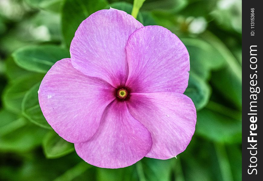 Flower, Pink, Flora, Petal