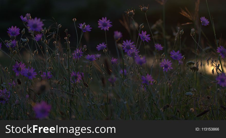 Purple, Flower, Wildflower, Violet