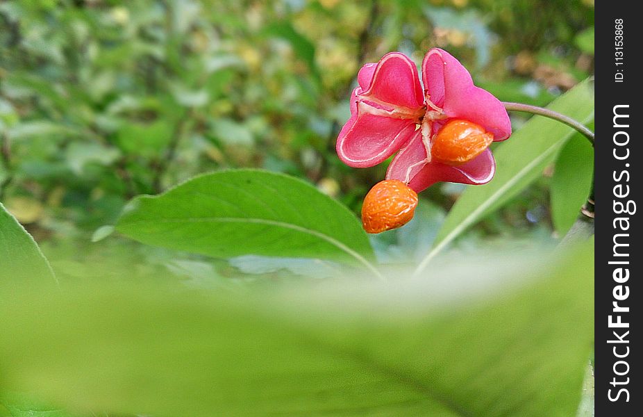 Flora, Flower, Plant, Vegetation