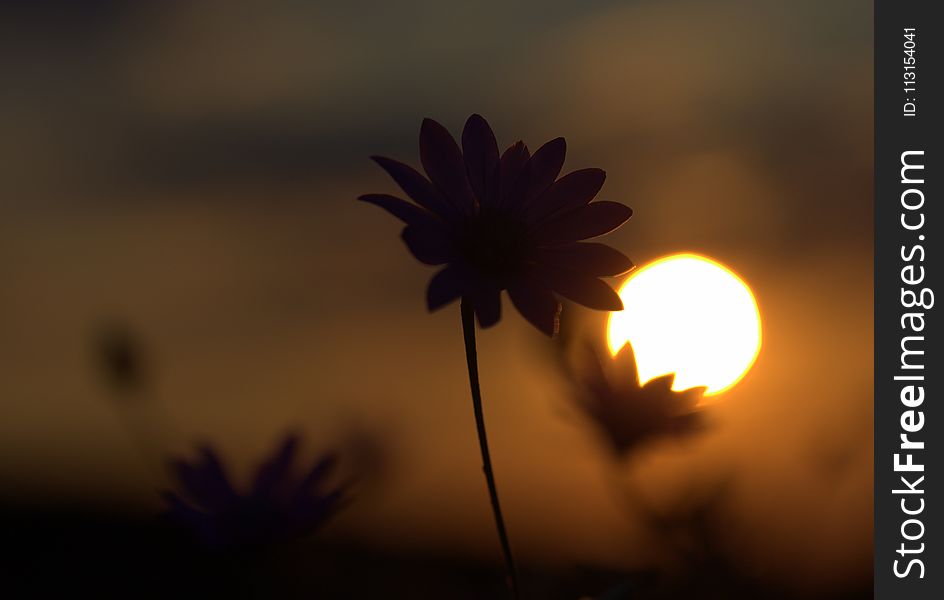 Flower, Sky, Sunlight, Morning
