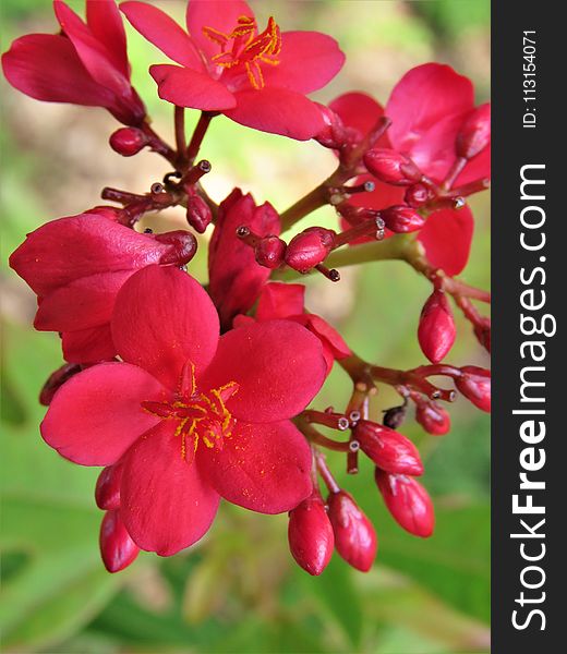 Flower, Flowering Plant, Plant, Blossom