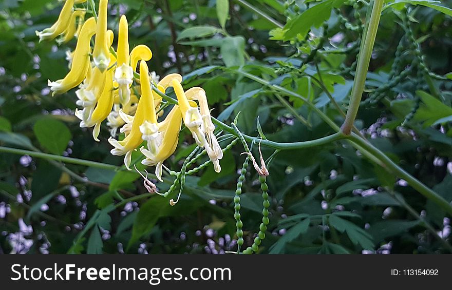 Plant, Flora, Flower, Flowering Plant