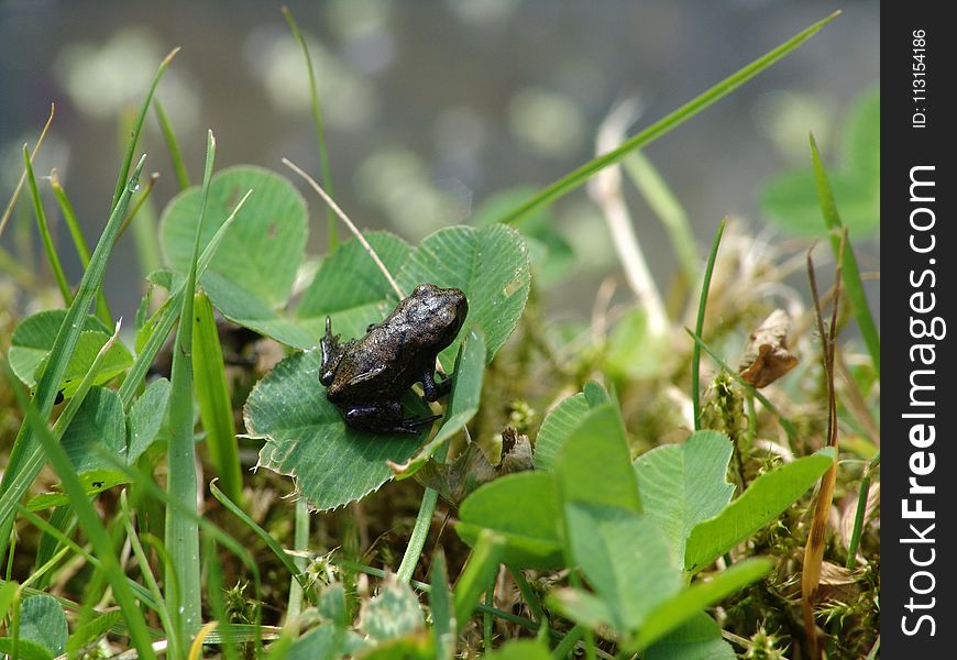 Fauna, Insect, Leaf, Organism