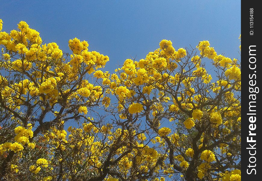 Yellow, Sky, Plant, Flora