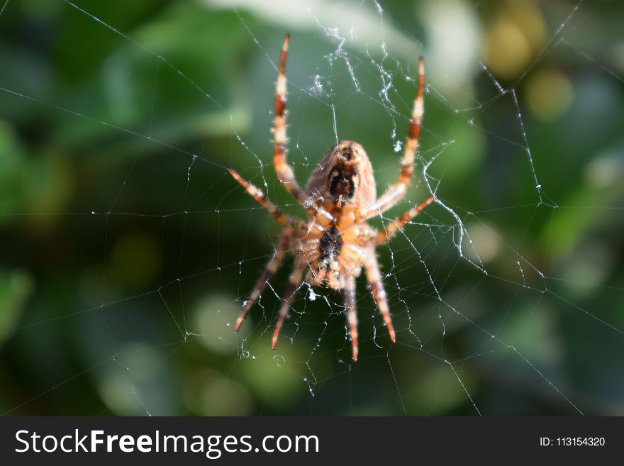 Spider, Arachnid, Orb Weaver Spider, Invertebrate