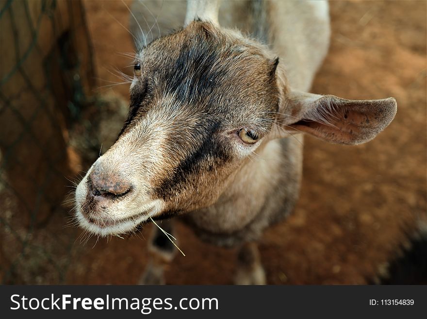 Horn, Goats, Fauna, Goat