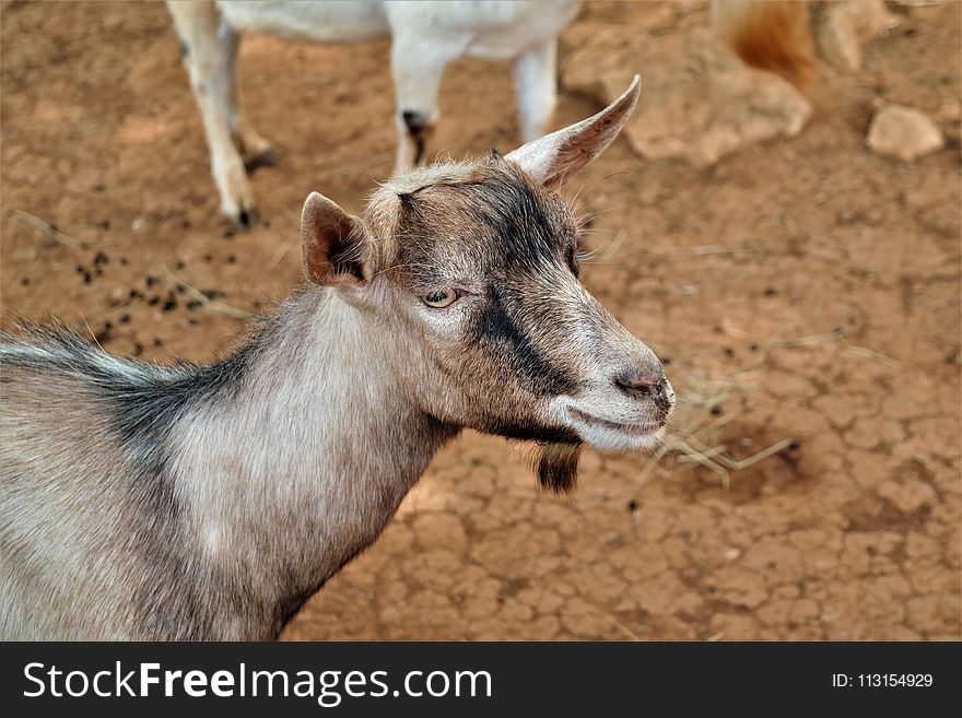 Goats, Goat, Horn, Fauna