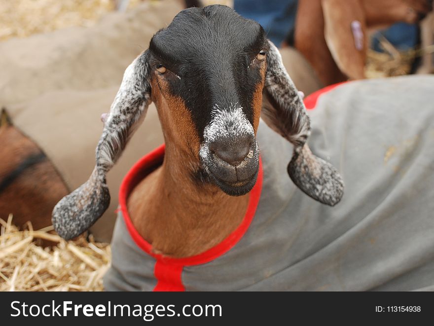 Goats, Goat, Livestock, Cow Goat Family