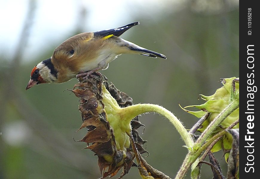 Bird, Beak, Fauna, Finch