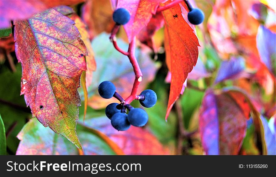 Leaf, Flora, Autumn, Plant