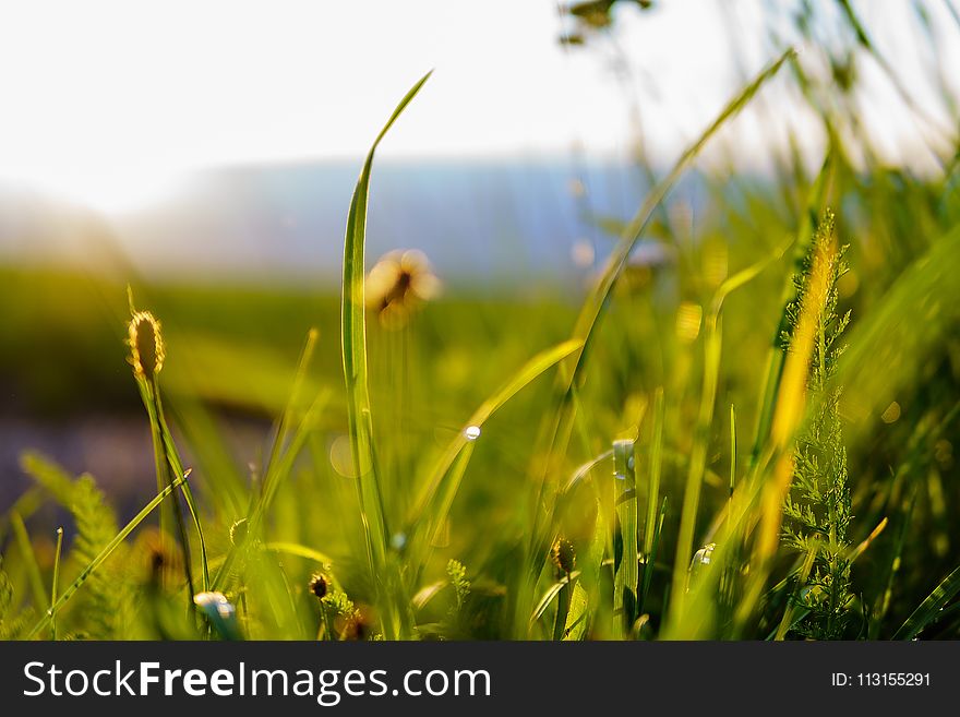 Grass, Vegetation, Ecosystem, Grassland