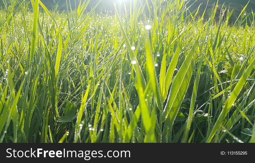 Grass, Field, Vegetation, Grass Family