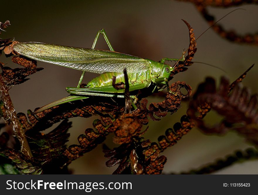 Insect, Invertebrate, Fauna, Locust