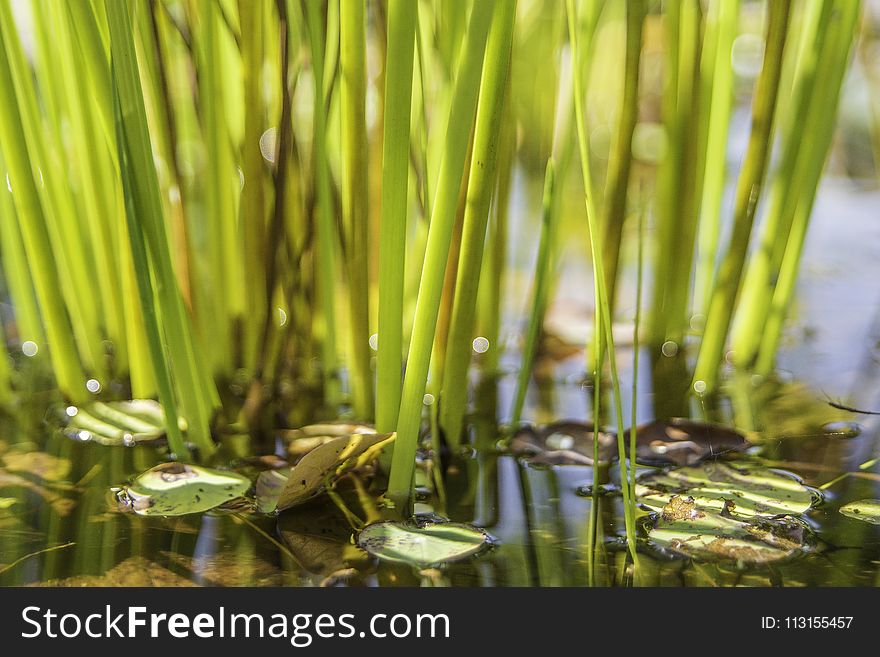 Water, Vegetation, Grass Family, Grass