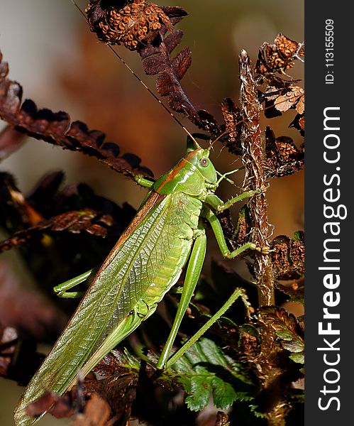 Insect, Grasshopper, Locust, Fauna