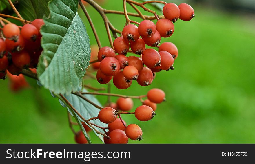 Berry, Rowan, Fruit, Sorbus