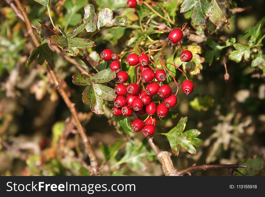 Berry, Plant, Lingonberry, Heteromeles