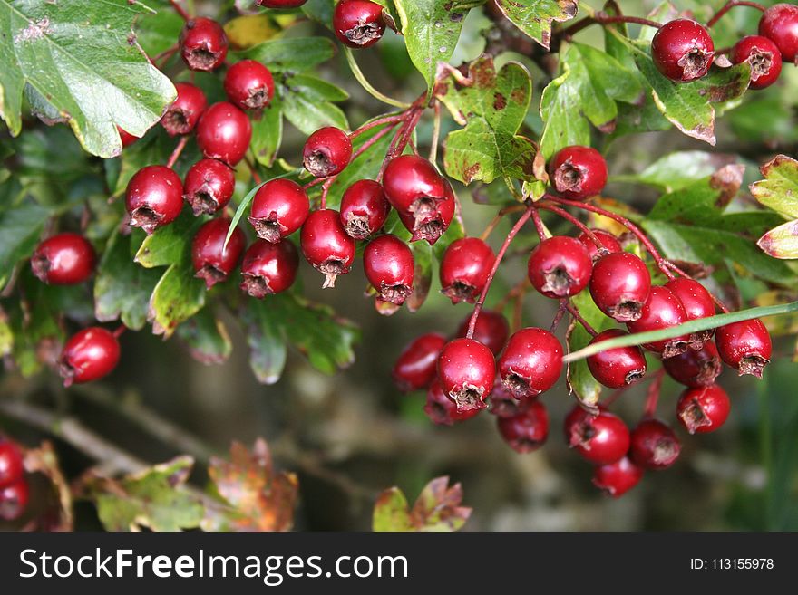 Berry, Hawthorn, Chinese Hawthorn, Lingonberry