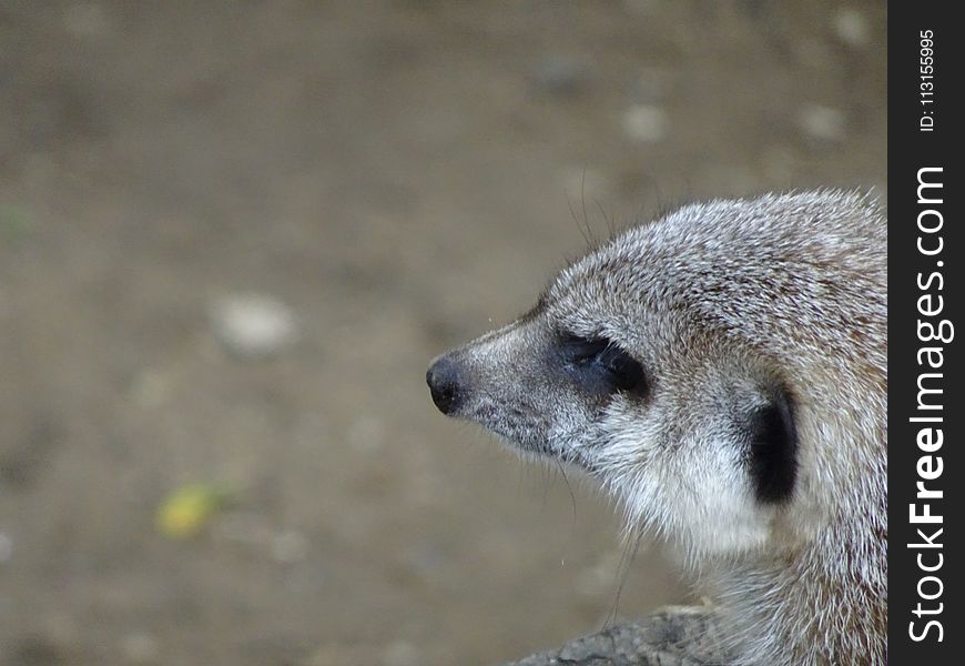 Meerkat, Mammal, Fauna, Terrestrial Animal