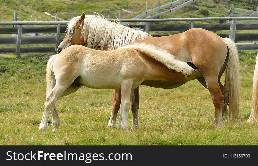 Horse, Mane, Mare, Pasture