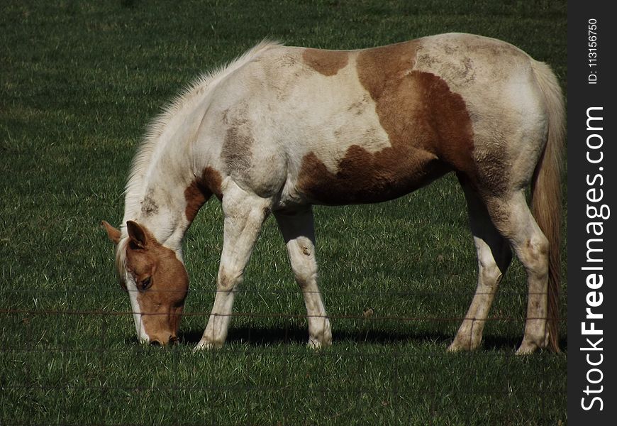 Horse, Horse Like Mammal, Mare, Mane