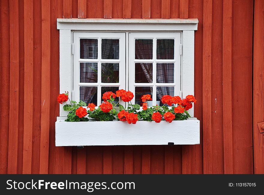 Flower, Window, Home, Floristry