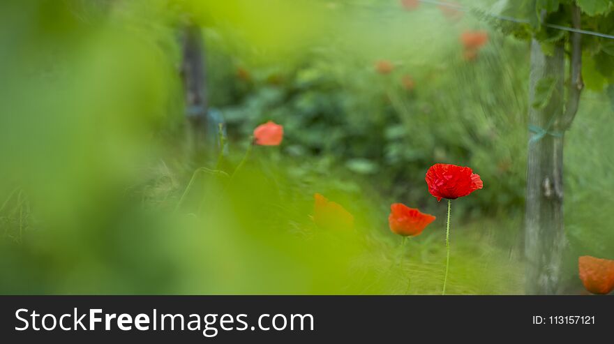Bordeaux wine region in france poppies in the vineyard countryside spring floral, Gironde