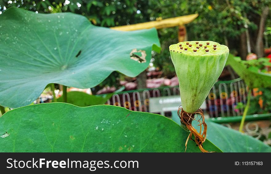 Leaf, Plant, Flora, Vegetation